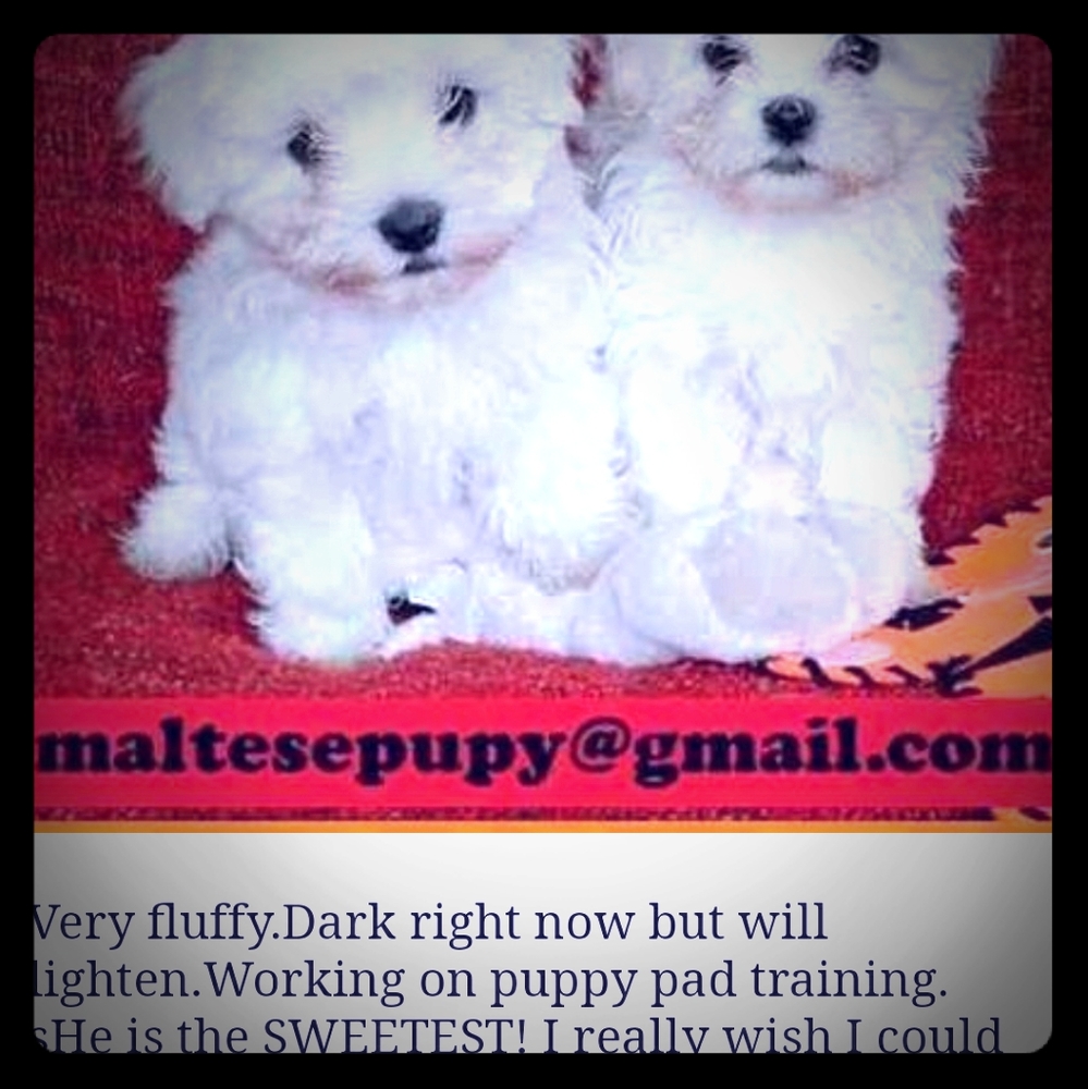 COPY - Meet your Posher, Shaquana